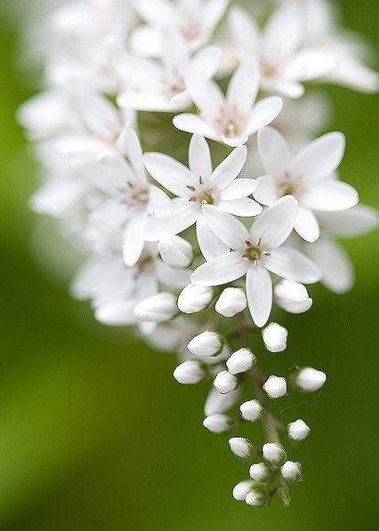 Obituary of Rose Marie Williams