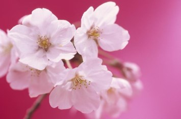 Obituary of Charlotte Moldenhauer