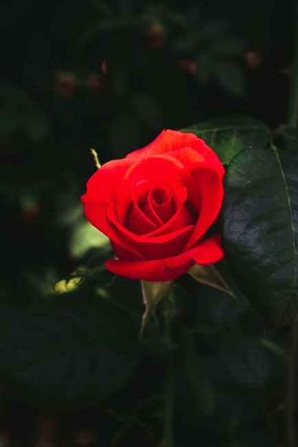 Obituary of Trac Huu Nguyen