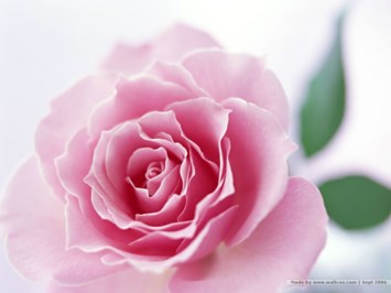 Obituary of Shirley Ann Robinson