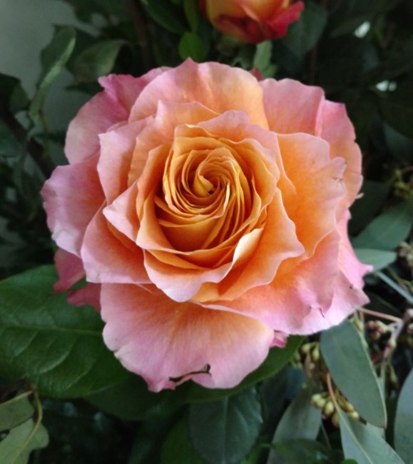 Obituary of Laetitia C. Bourke