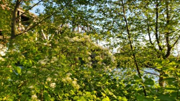 Obituary of Evelyn Louise Ferguson