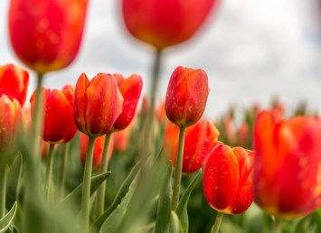 Obituary of Karen Gail Rhoden