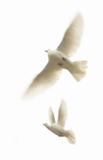 Obituary of Margaret Ann Tennant