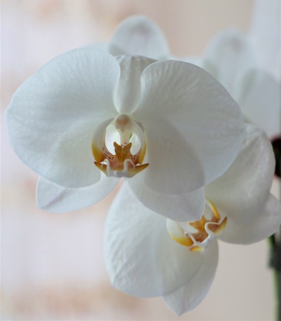 Obituary of Pamela Lee Thompson