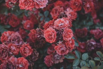 Obituary of Kady Frances Vaughn