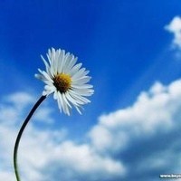 Obituary of Linh Nguyen Le