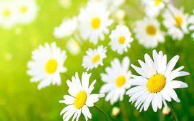 Obituary of Frances Morelli