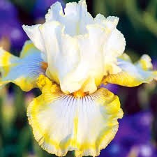 Obituary of Shirley Jean Lee