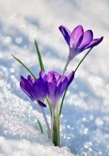 Avis de décès de Linda Arlene McCrea