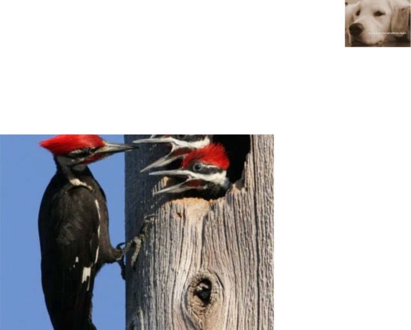 Obituary of Wayne Douglas WILLIAMS