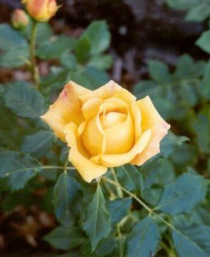 Obituario de Marian Elizabeth Catherine Reece