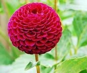 Obituary of Ernestine Bell