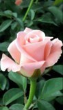 Obituario de Rafaela Basulto García