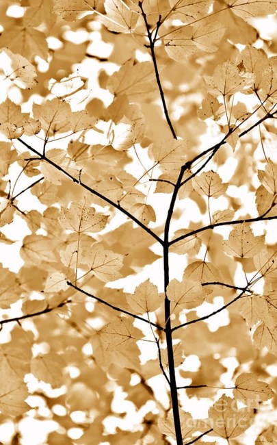 Obituary of Martin Hugh McKinnon