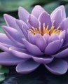 Obituary of Eleanor B. Simmons