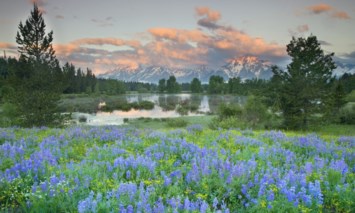 Obituary of Frank Yoshio Matsuura