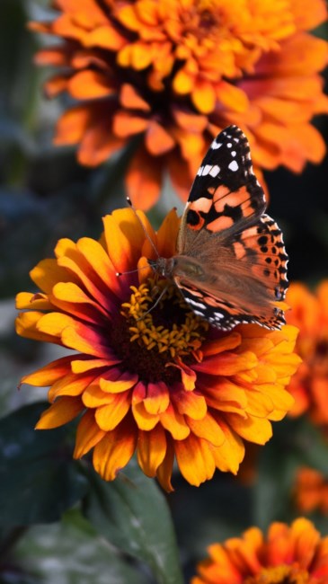 Obituary of Rebecca Diane Reser