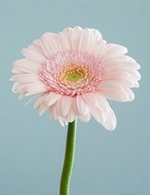 Obituary of Linda Marie Behr
