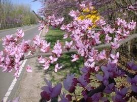 Obituary of Catherine Ann Bean