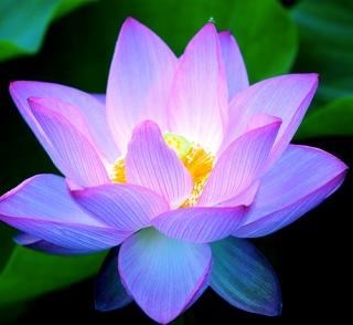 Obituary of Qui Zhen Huang