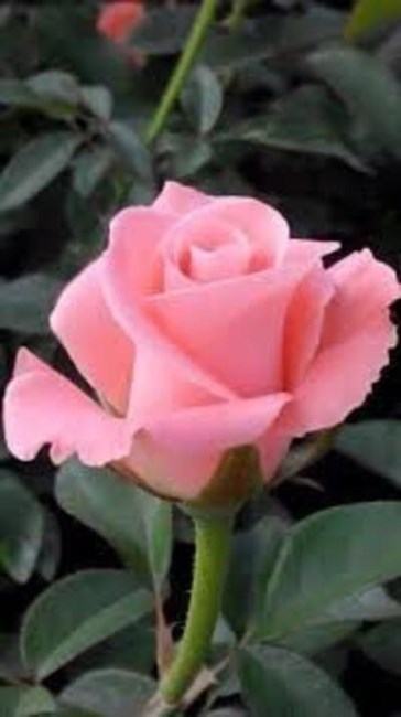 Obituary of Erma   Brown