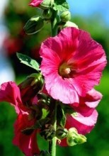 Avis de décès de Marion L. Cannon