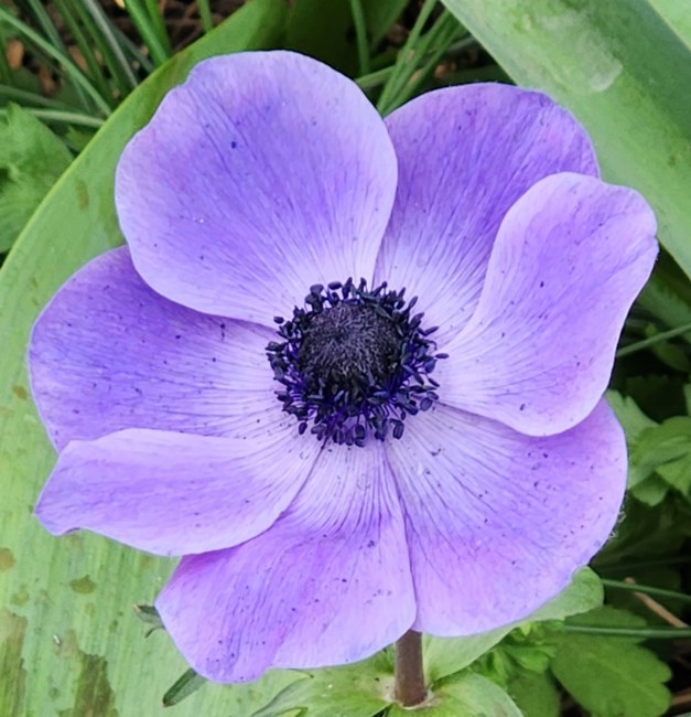 Obituary of Velma Jean Jones