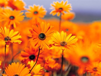 Obituary of Patricia Broome