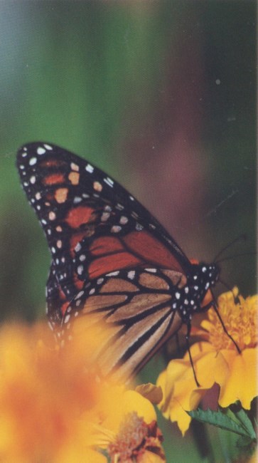 Obituary of Carol Ann Harriet Riley