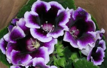 Obituary of Ayako Matsuzawa Raut