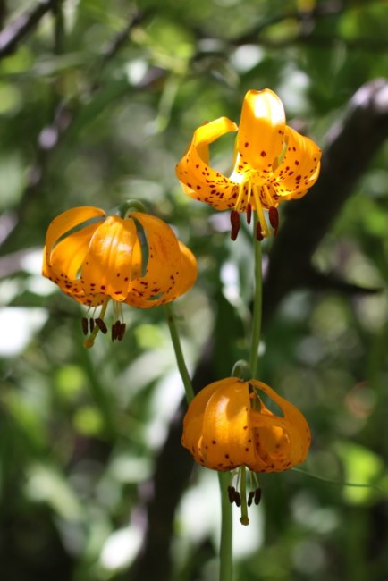 Obituary of Rafael Resendes