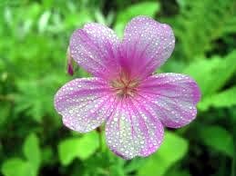 Obituary of Catherine Price