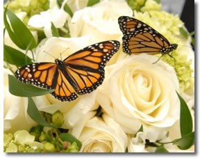 Obituary of Cô Hà Minh Phương