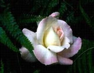 Obituary of Marilyn A. Walter Hegerich