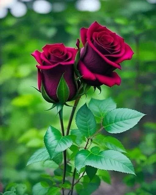 Obituary of Jacquelyn Denise Douglas