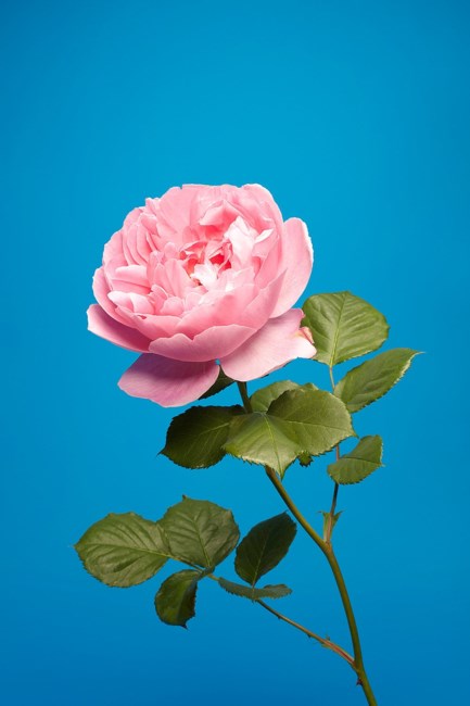 Obituary of Kimberly Denise Player