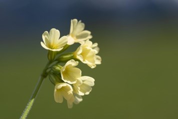 Obituary of Lester Island Jr.