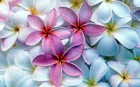 Obituary of Jeanne Denton Bradley