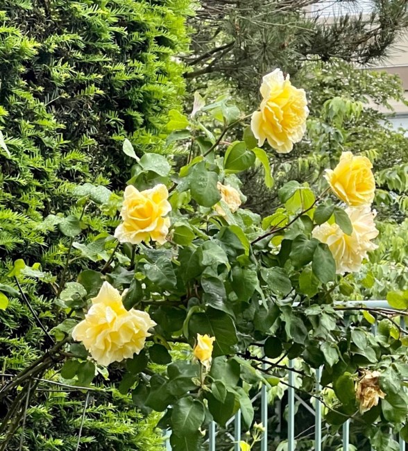 Obituary of Yu-Lan Su Wu