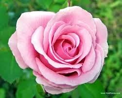 Obituary of Mihaela Alessiu