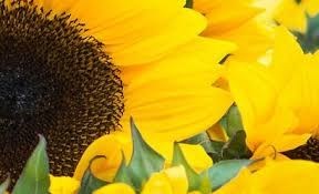 Obituary of Roland Eugene Edwards Jr.