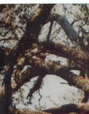 Area dating near bartlett tn Area dating near bartlett tn