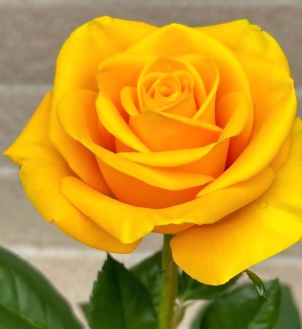 Obituary of Confesora Cruz