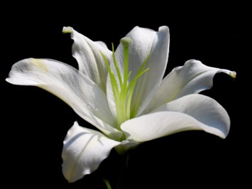 Obituary of Nathan L Simmons