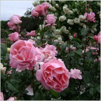 Obituary of Mary Branaman