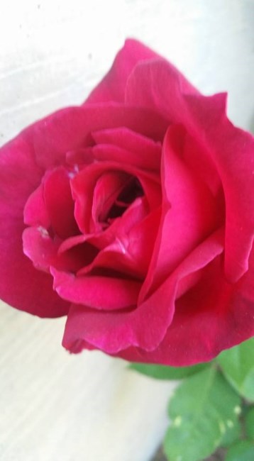 Obituary of Etta Louise Dorman Jordan