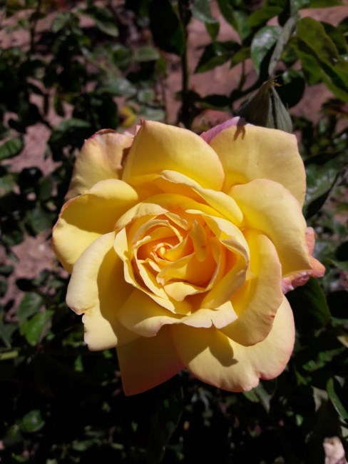 Obituary of Ellen Jean Becker