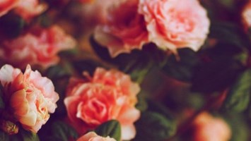 Obituary of Mrs. Dorothy R Edwards