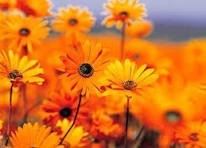 Obituary of Maria C. Molina